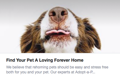 Rehome with Adopt a Pet